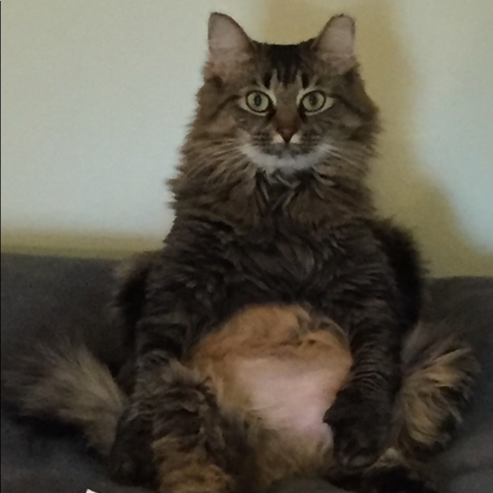 Meet your Posher, MJ